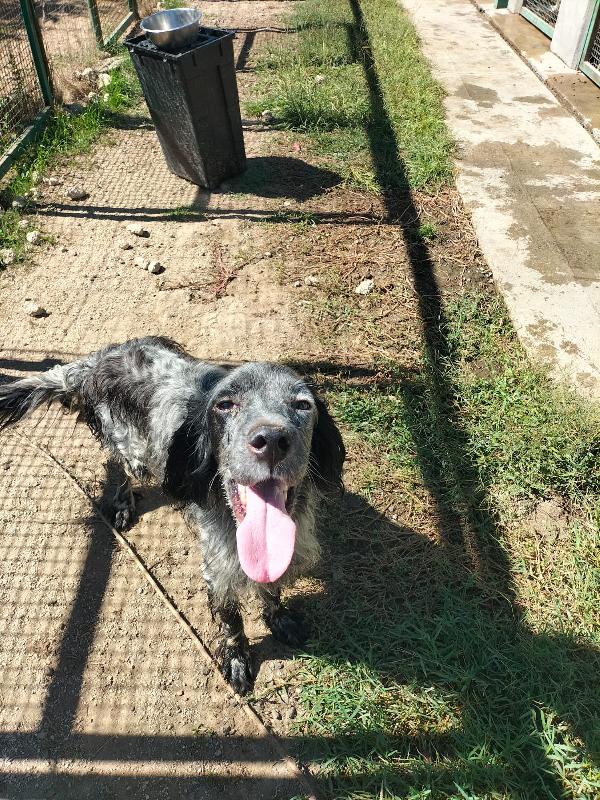 Mirko, Splendido Giovane Setter, Cerca Famiglia